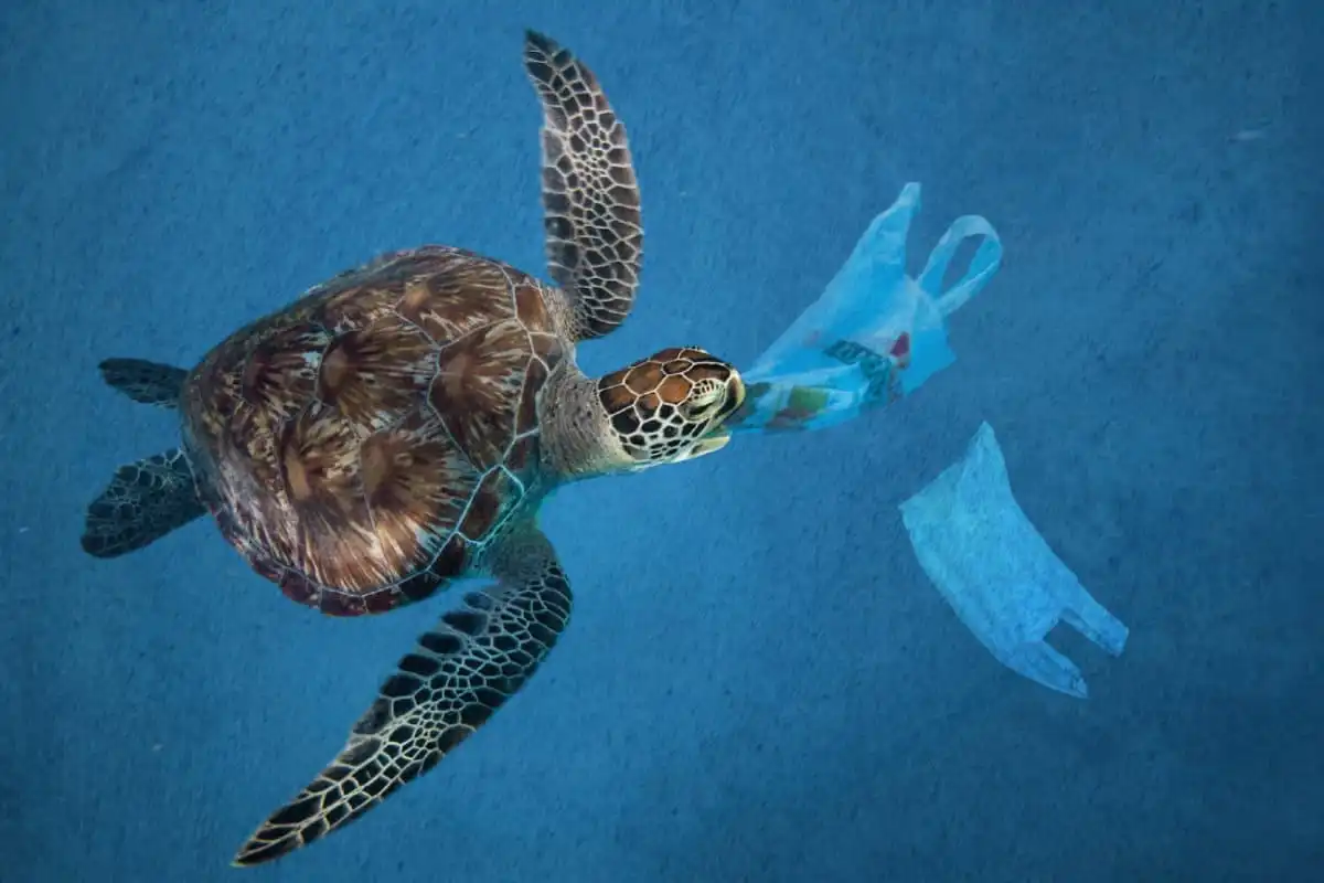 Inilah 7 Alasan Mengapa Sampah Plastik Sangat Bahaya Untuk Laut